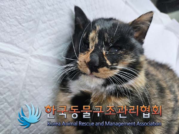 한국동물구조관리협회_411311202401027
