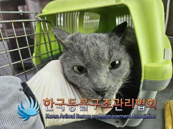 종료(입양) 러시안…