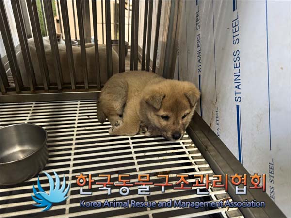 한국동물구조관리협회_441559202401451