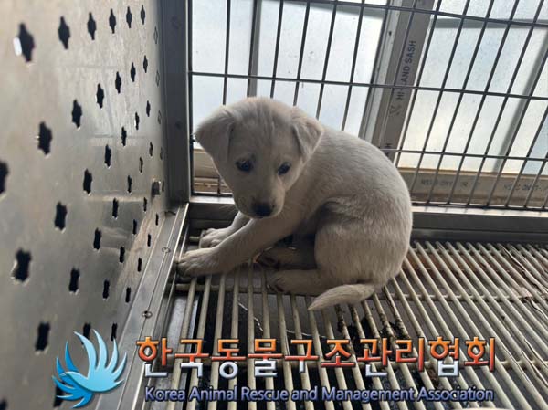한국동물구조관리협회_441409202402034
