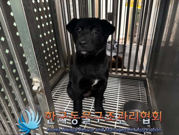 한국동물구조관리협회_441409202402032