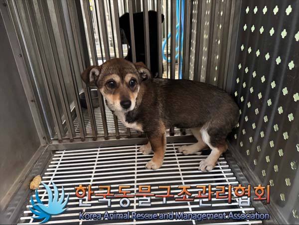 한국동물구조관리협회_441382202400866