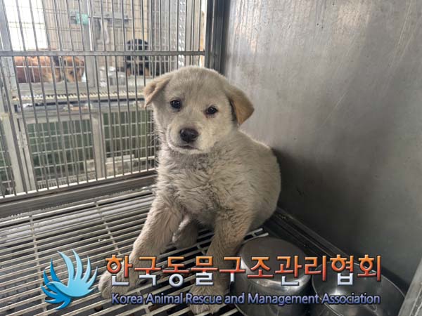 한국동물구조관리협회_441560202401476