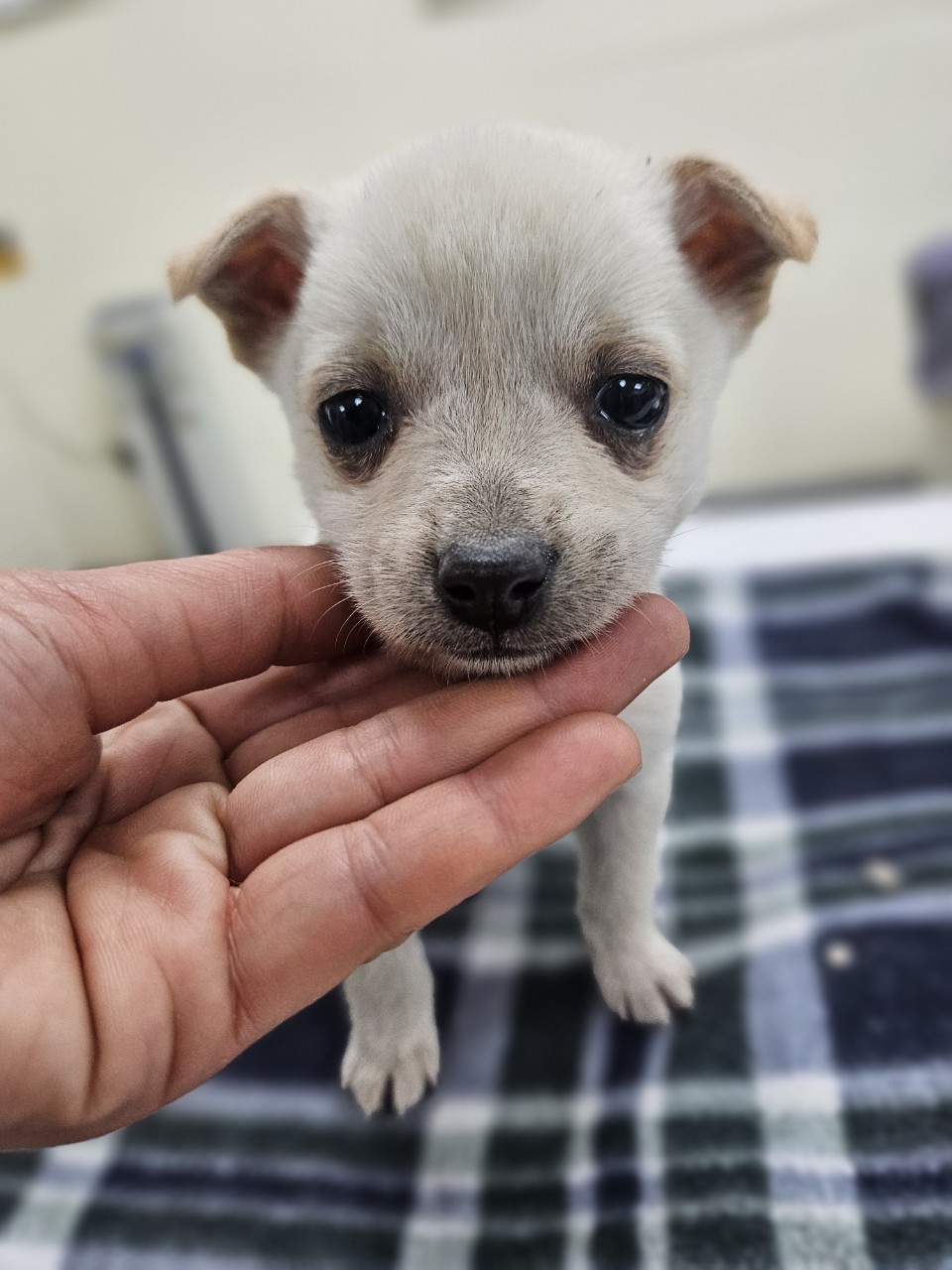 아산동물복지지원센터_444452202402496