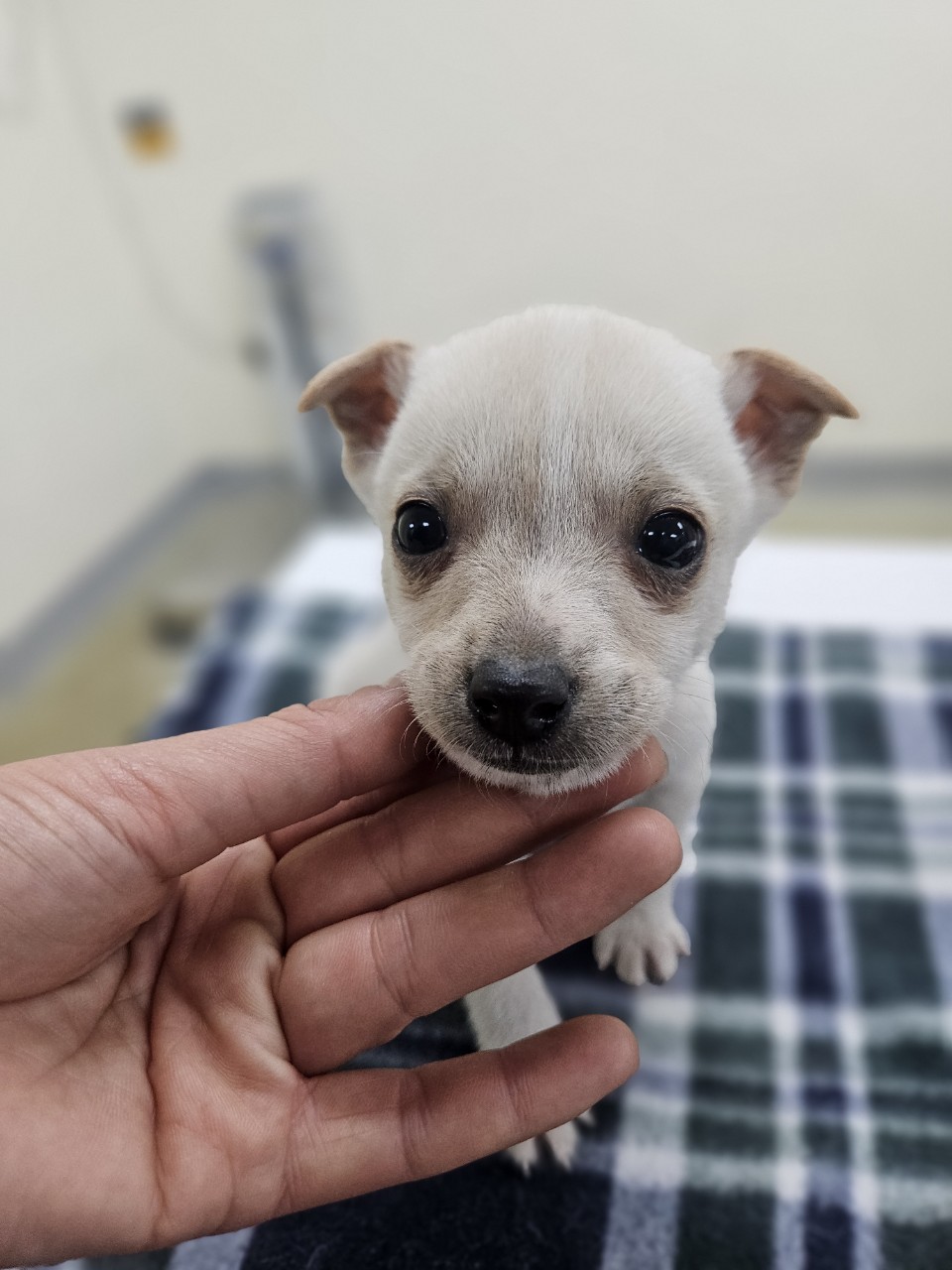 보호중 믹스견의 가…