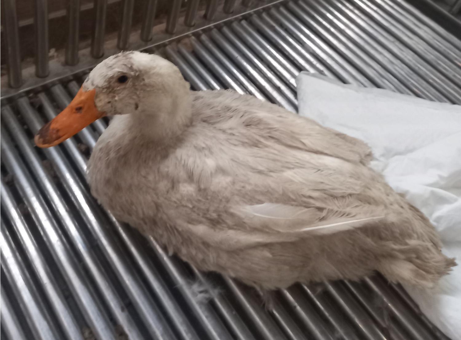 대구시수의사회(더펫)_427343202401019