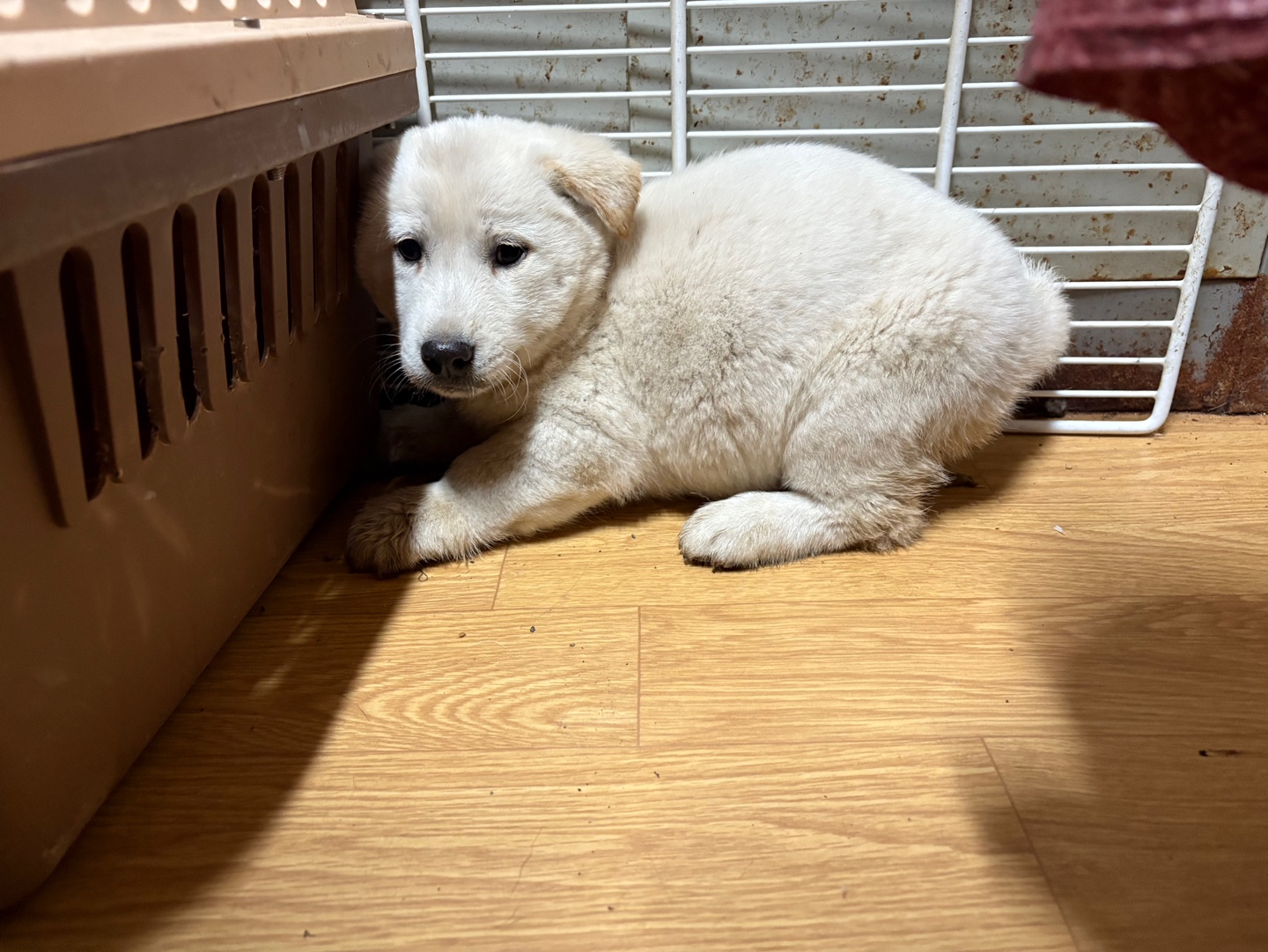 보호중 믹스견의 가…