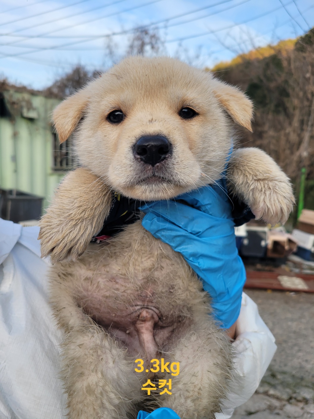 울산유기동물보호센터_431373202402124