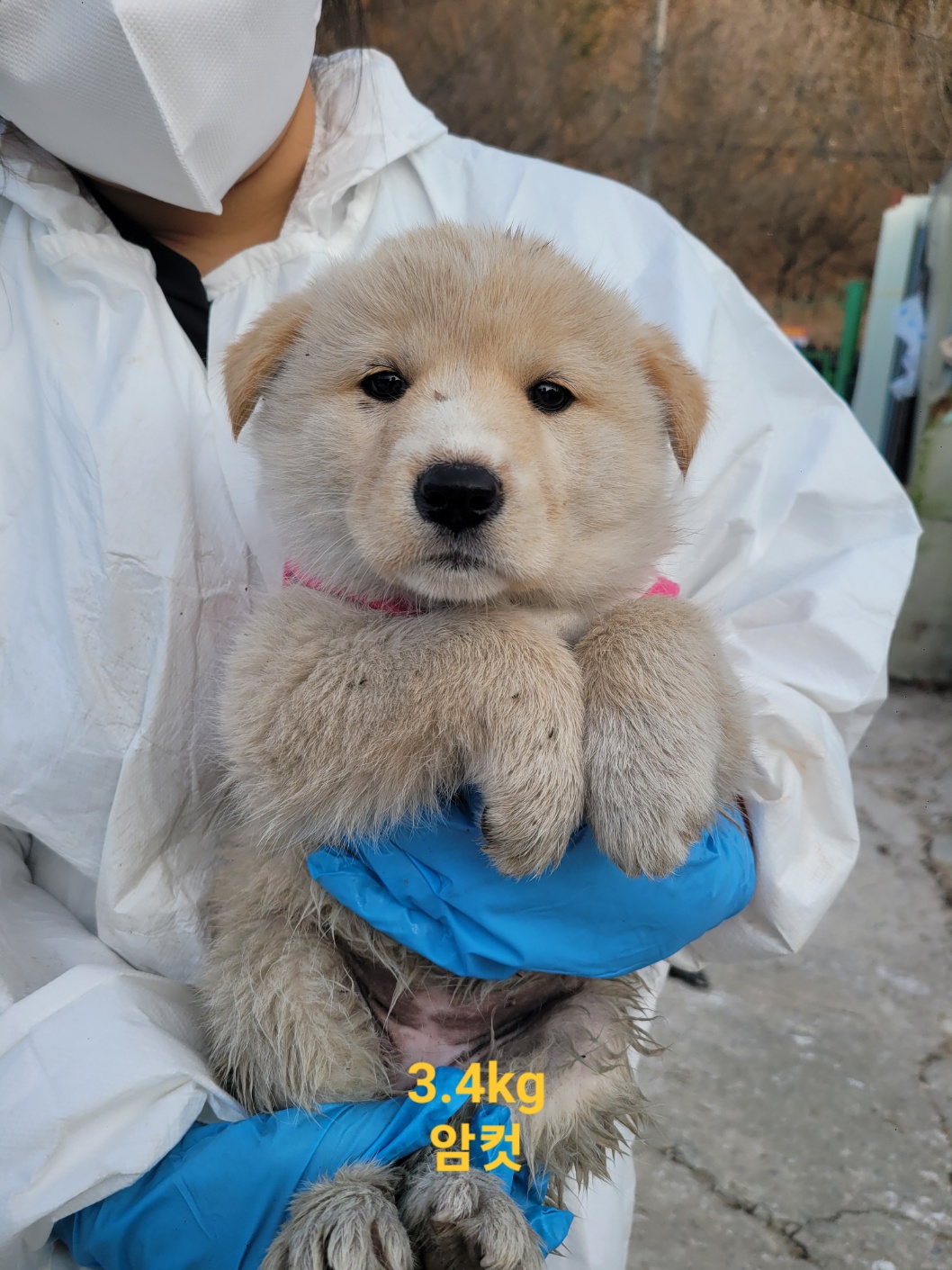 보호중 믹스견의 가…