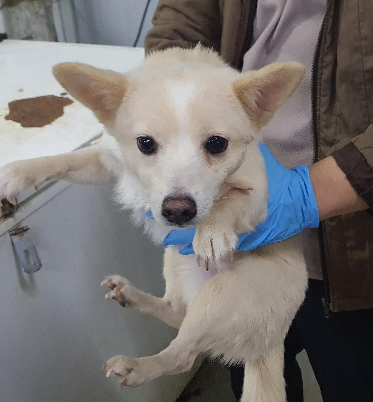 인천광역시수의사회_428351202400891