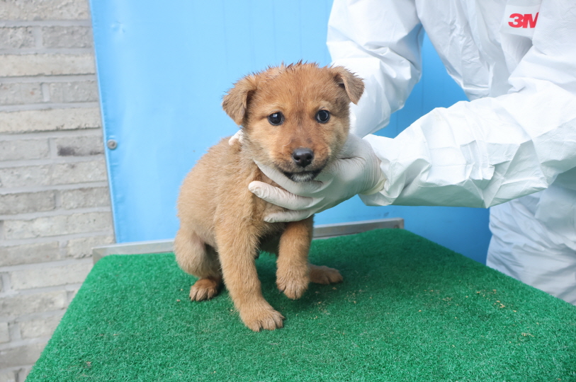 종료(안락사) 믹스…