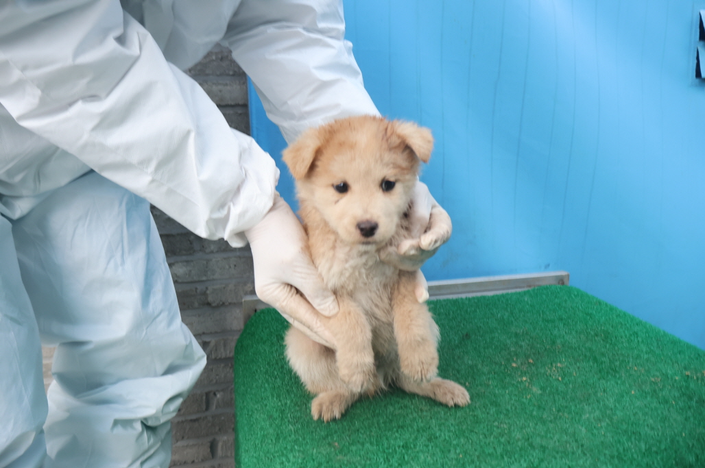 제주 동물보호센터_450650202403800