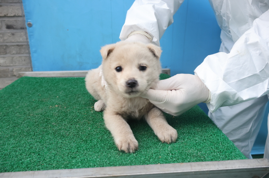 제주 동물보호센터_450650202403805