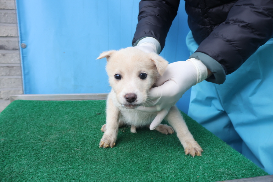 제주 동물보호센터_450650202403801