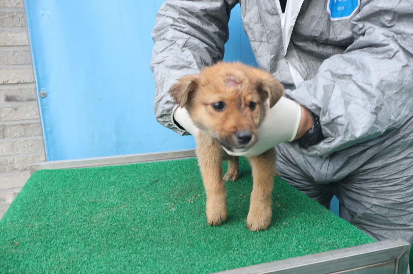 제주 동물보호센터_450650202403798