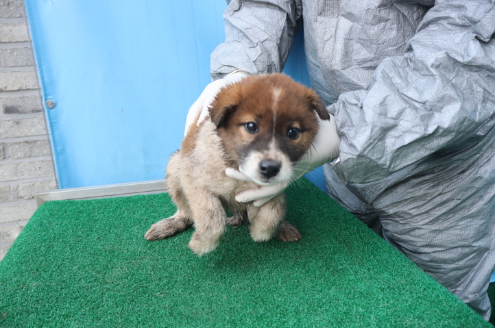 제주 동물보호센터_450650202403804
