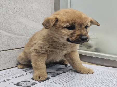 원주시동물보호센터_442419202401079