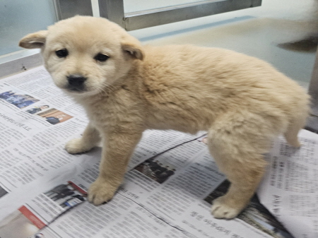 원주시동물보호센터_442419202401076