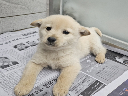 원주시동물보호센터_442419202401077