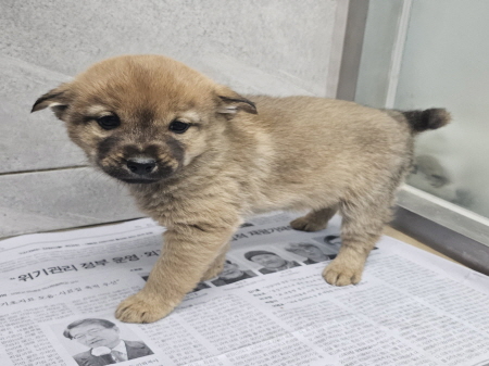 원주시동물보호센터_442419202401078