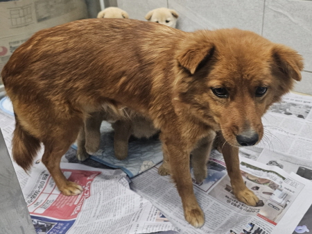 보호중 믹스견의 가…