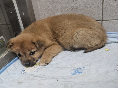 원주시동물보호센터_442419202401075