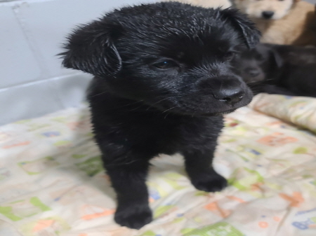 종료(자연사) 믹스…