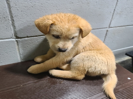 원주시동물보호센터_442419202401085