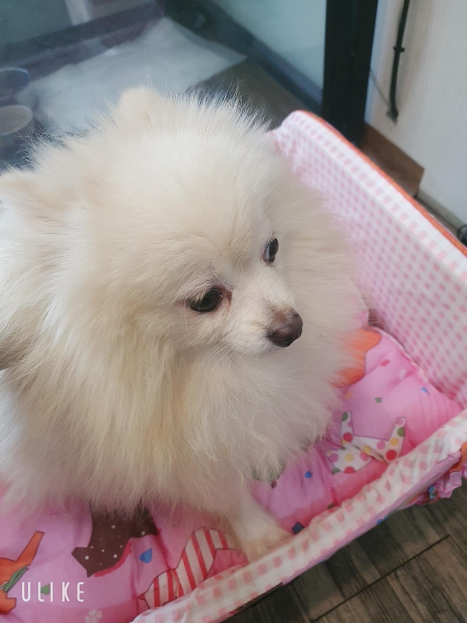 오산 유기동물보호소_441400202400802