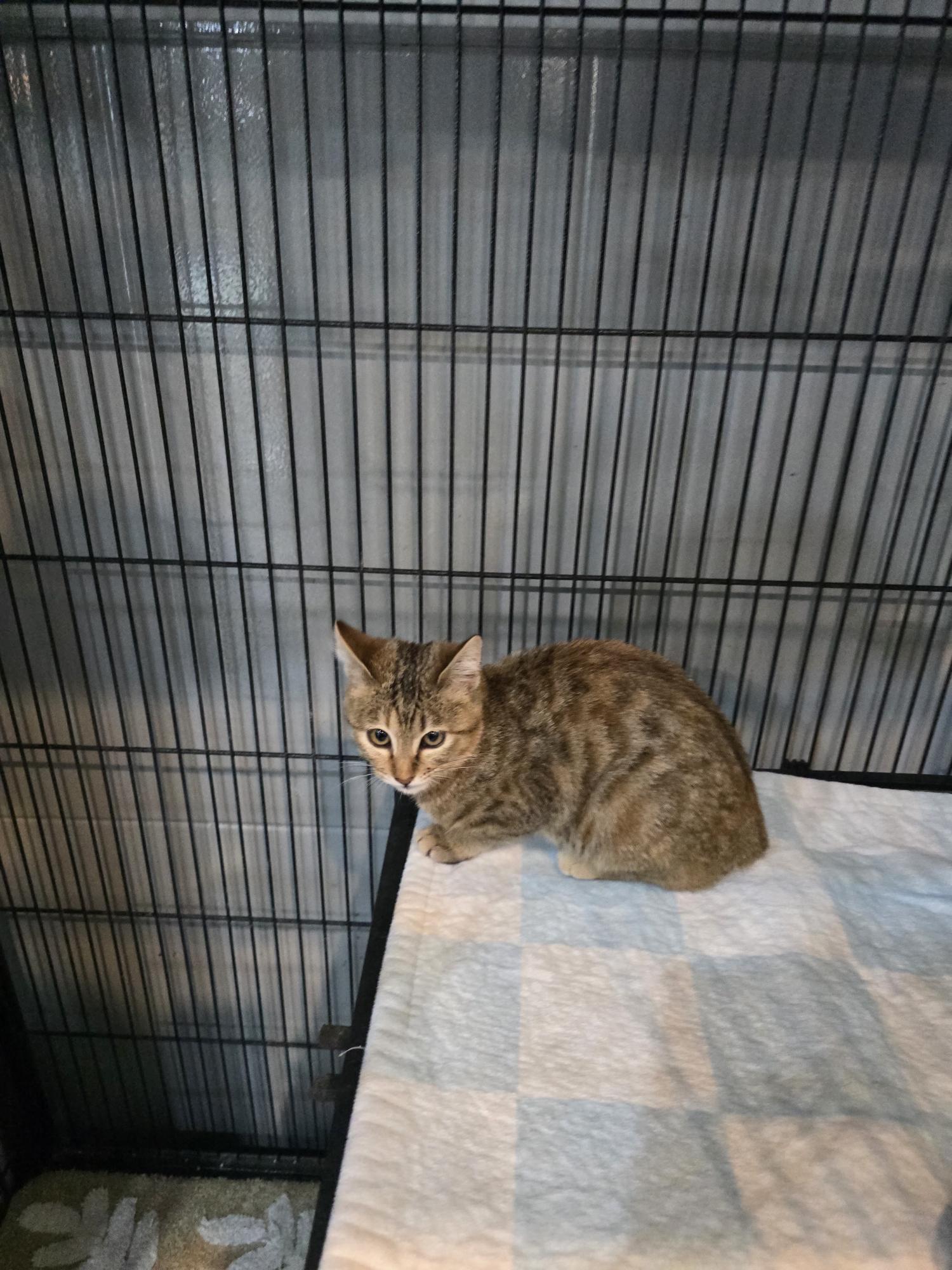 종료(입양) 한국 …