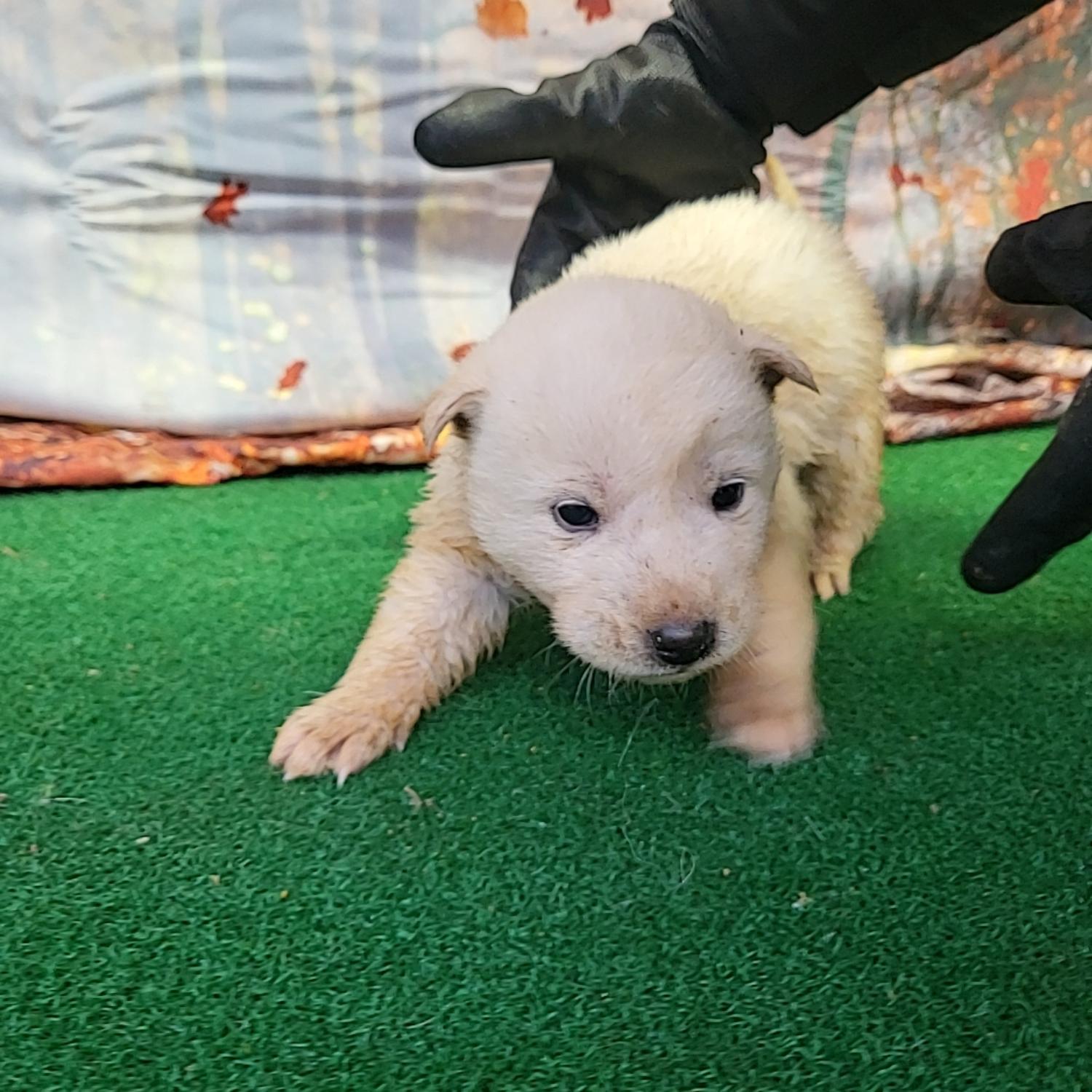 보호중 믹스견의 가…