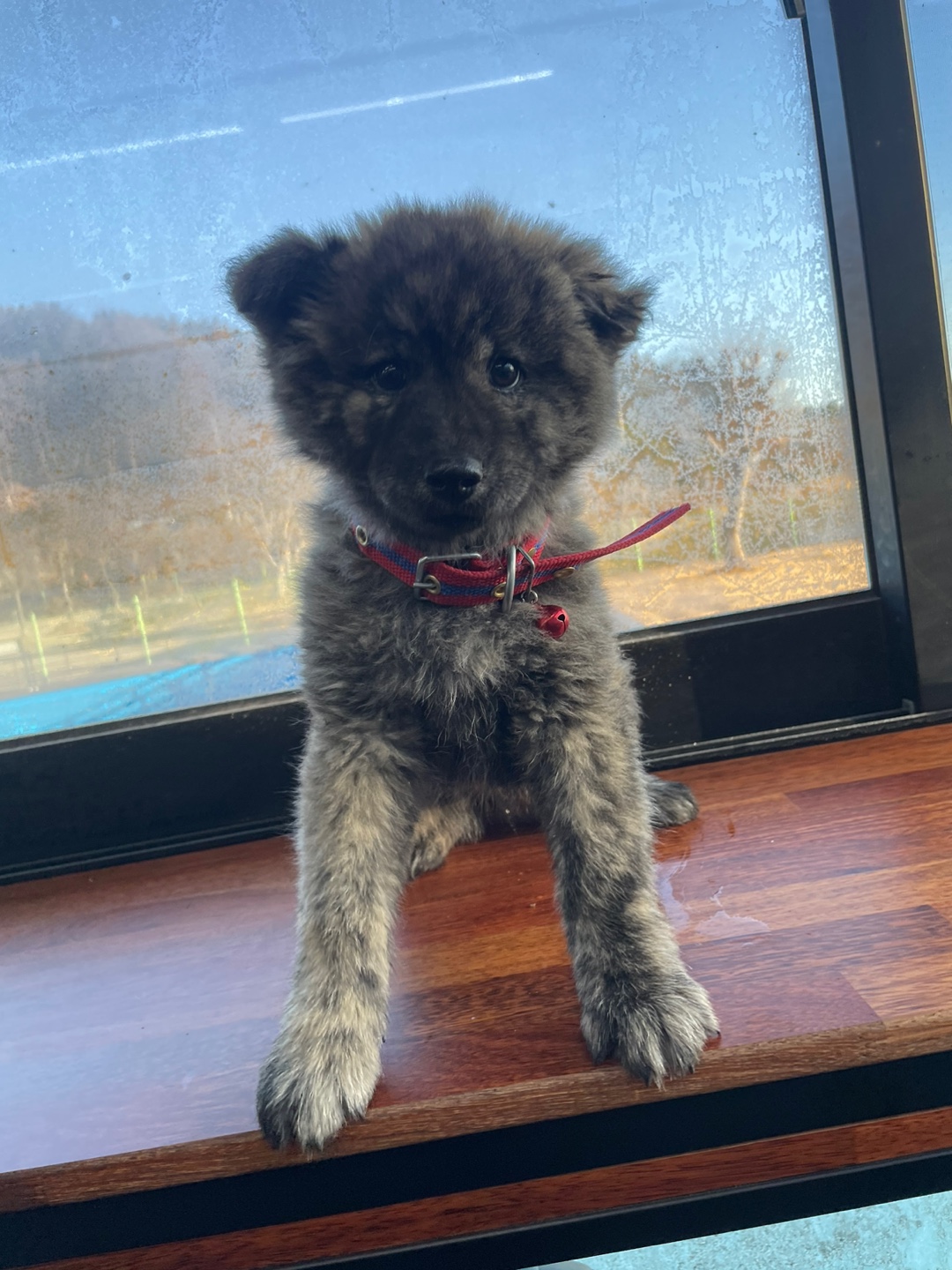 종료(입양) 믹스견…