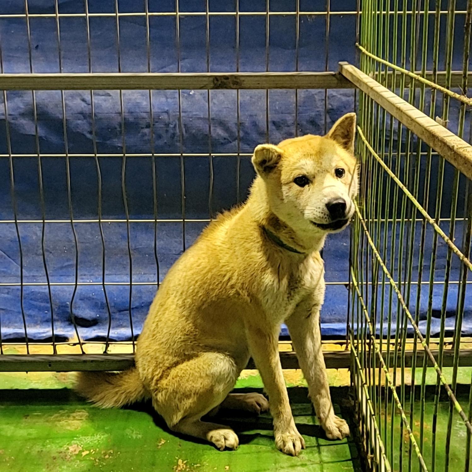 나주유기동물보호센터_446483202401934