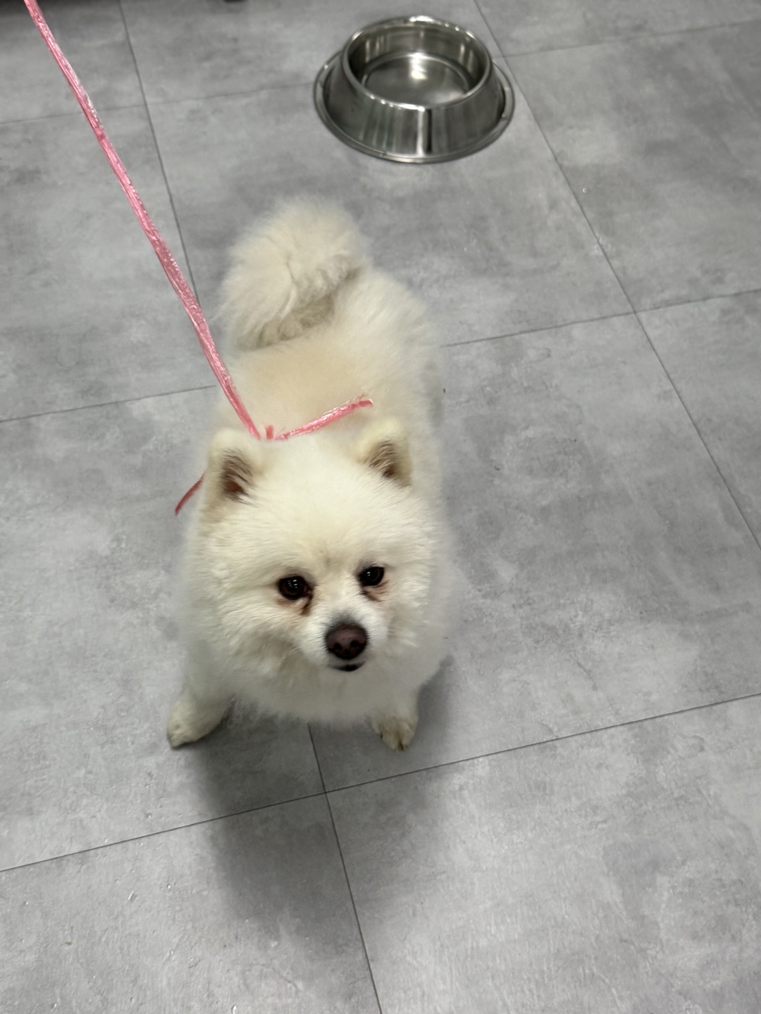 천안시 동물보호센터_444449202402233