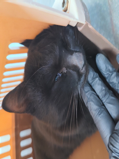 종료(자연사) 믹스…