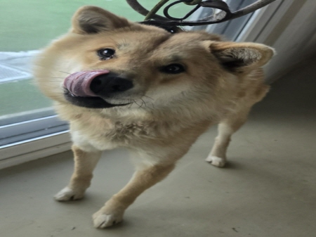 원주시동물보호센터_442419202401087
