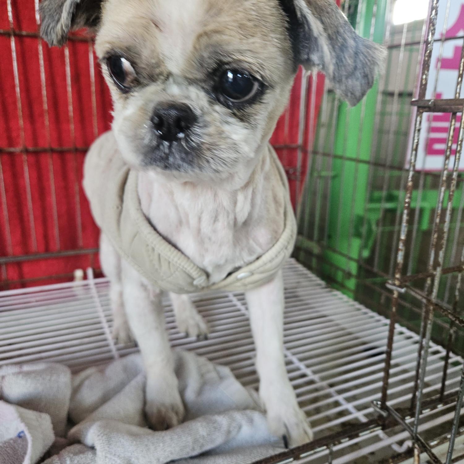 동물보호관리협회_426329202401207