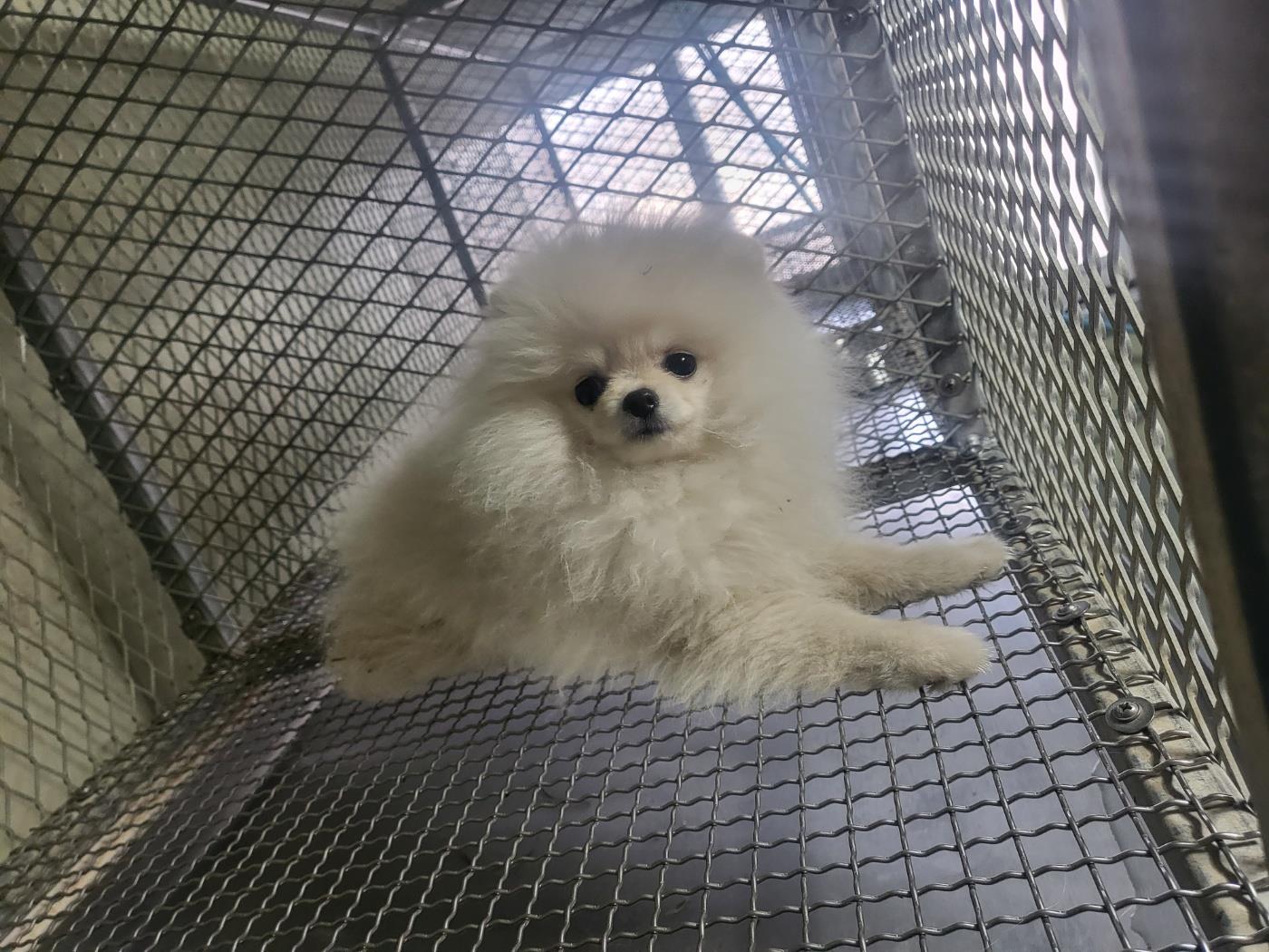(사)하얀비둘기_426336202400868