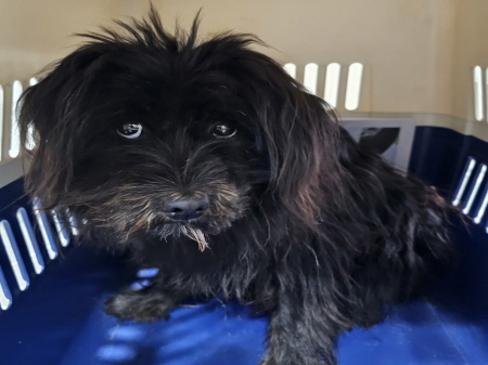 보호중 믹스견의 가…