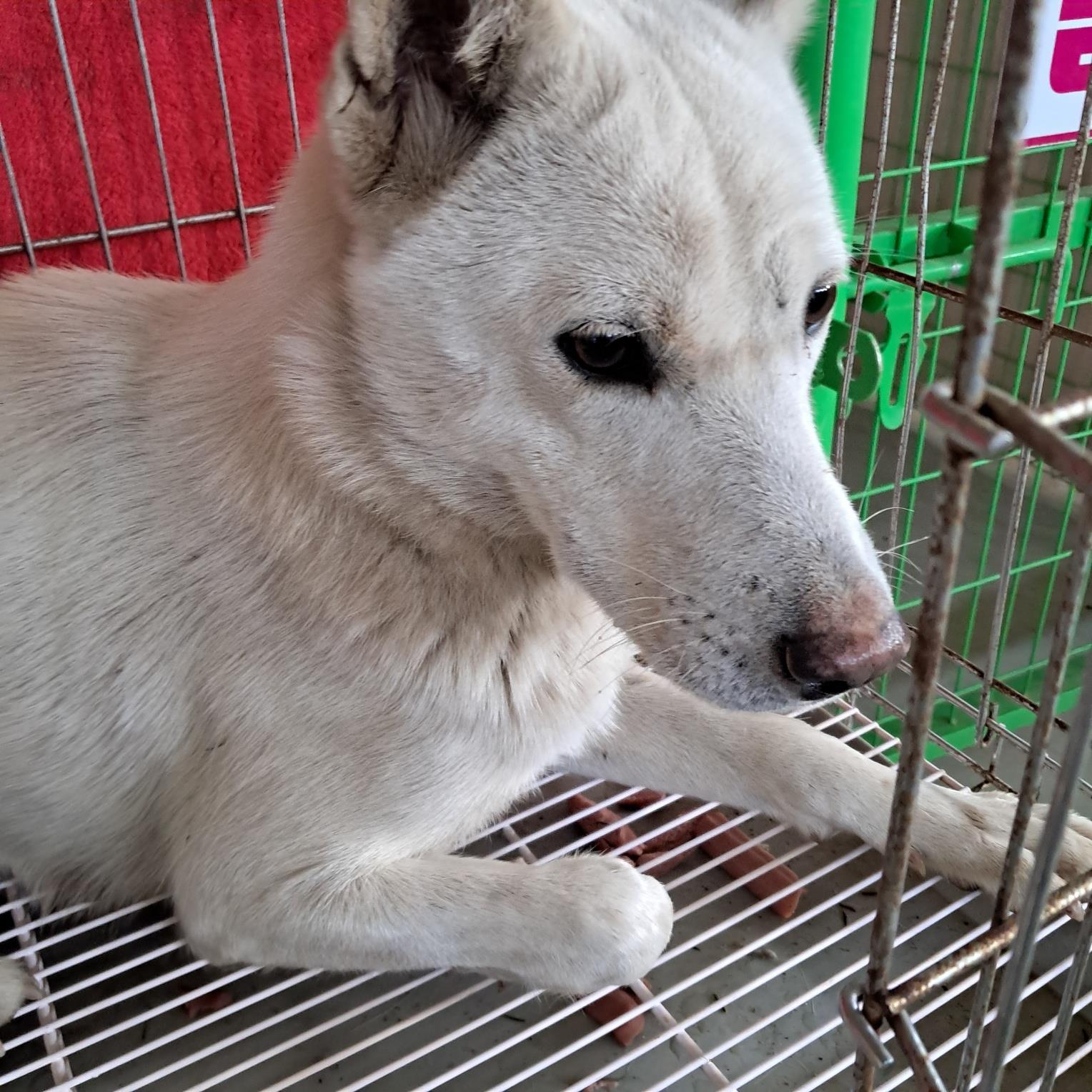 (사)동물보호관리협회_448535202401861