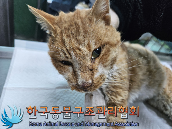 한국동물구조관리협회_441559202401454