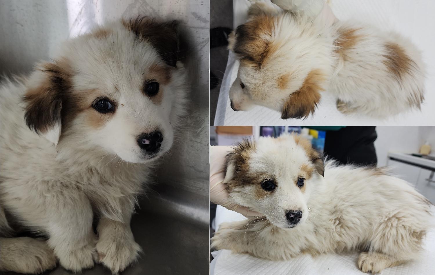 서산시 동물보호센터_444453202401660