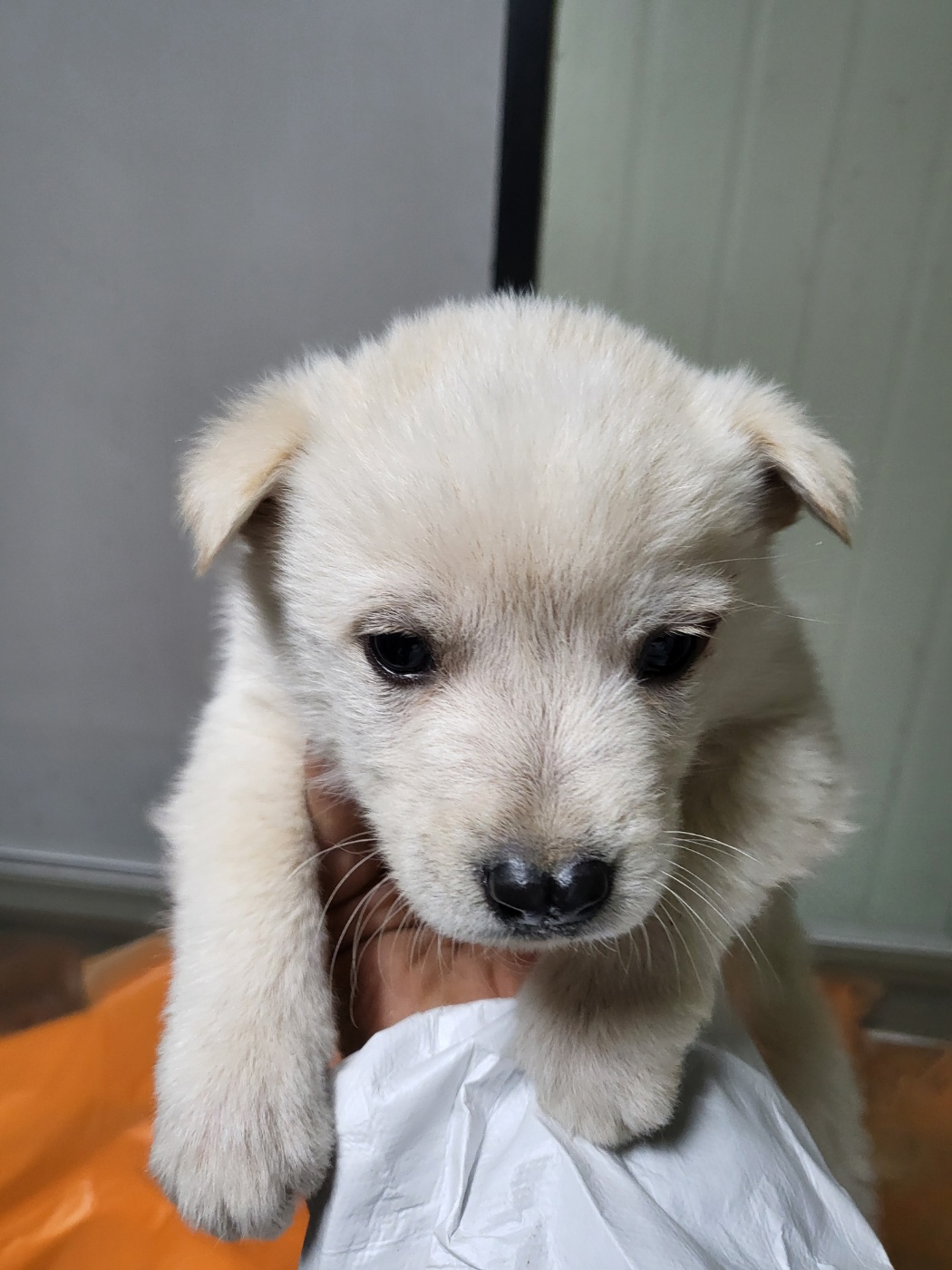 평택시유기동물보호소_441391202403598