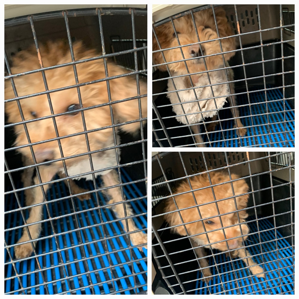 유기동물보호소_446481202401544