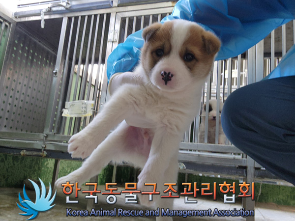 한국동물구조관리협회_411311202401028