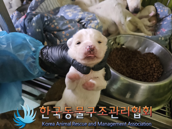 한국동물구조관리협회_441392202400335