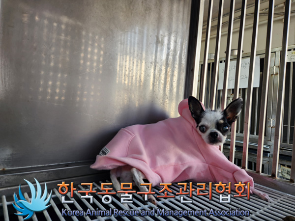 종료(자연사) 치와…