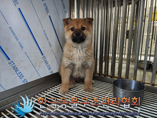 한국동물구조관리협회_441404202400636