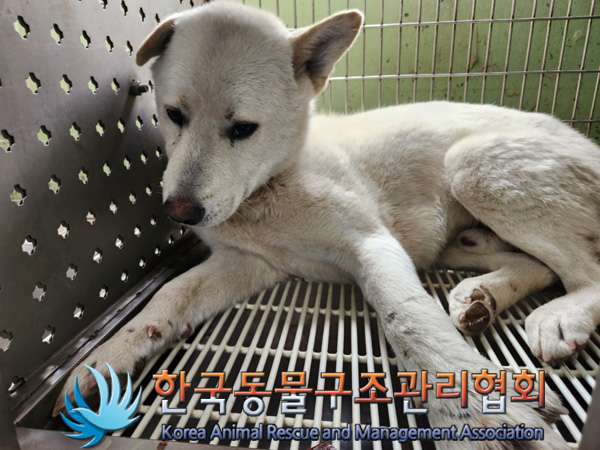 한국동물구조관리협회_441559202401455