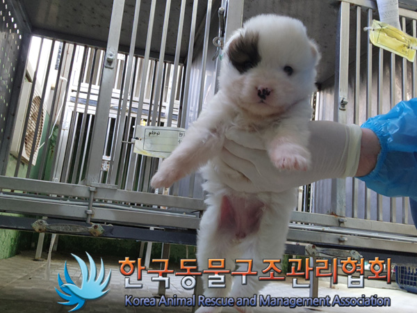 한국동물구조관리협회_411311202401029